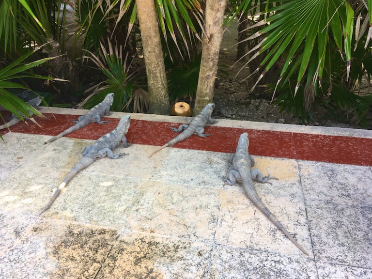 img_0610-2016-12-18-at-14-10-59-2016-12-18-at-21-10-59