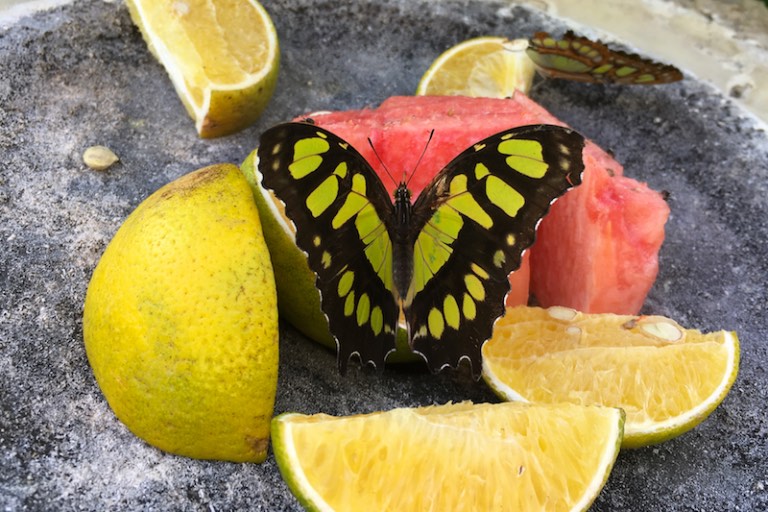 img_1027-2016-12-20-at-12-56-13-2016-12-20-at-19-56-13