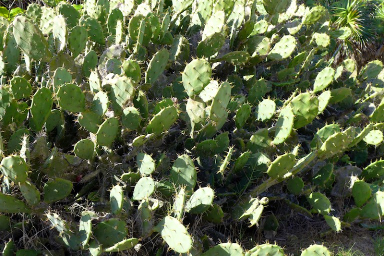 p1020270-2016-12-19-at-09-44-20-2016-12-19-at-16-44-20