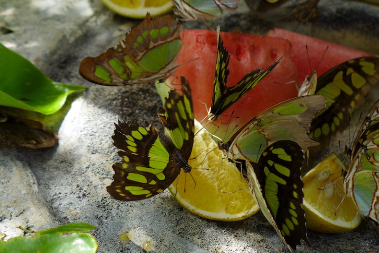 p1020328-2016-12-20-at-11-54-46-2016-12-20-at-18-54-46